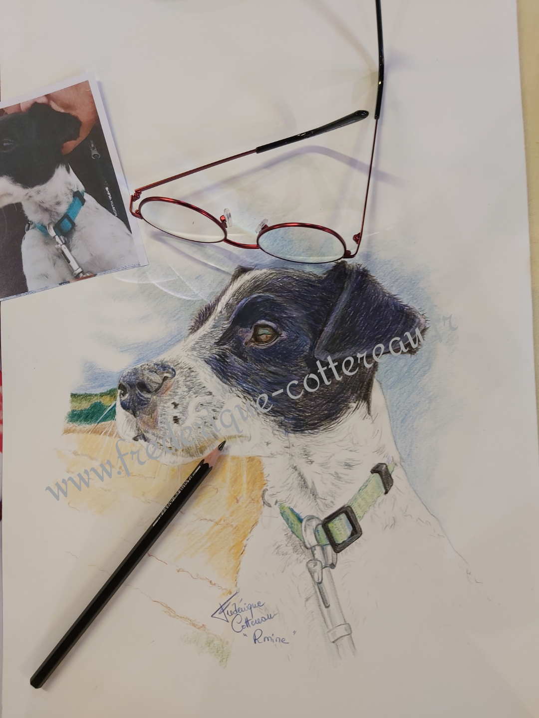 chien;chienne;jack russel; dessin;crayon-de-couleurs;lunettes;collier;regard;www.frederique-cottereau.fr;